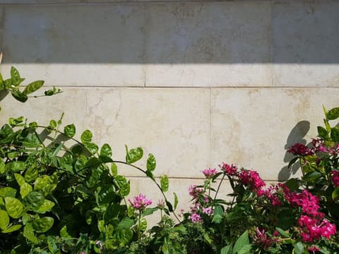 Sunny Minya limestone planter with flowering shrubs